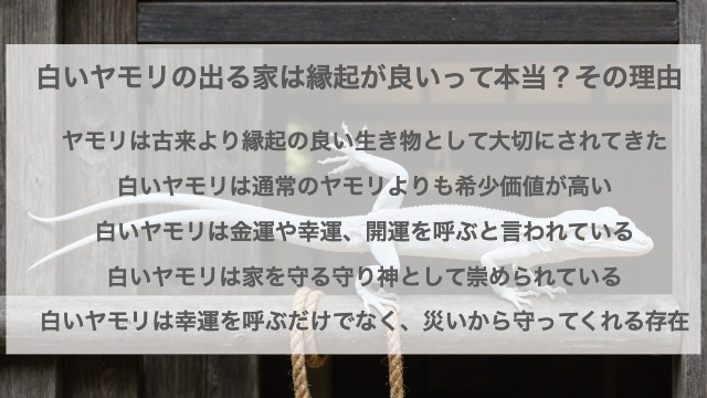 白いヤモリの出る家は縁起が良いって本当？