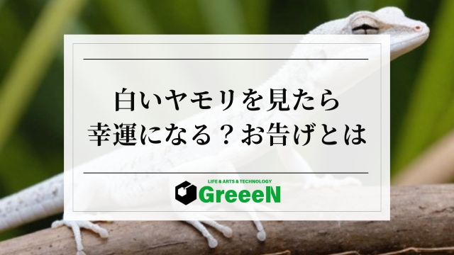 白いヤモリを見たらその家族は幸運になる？