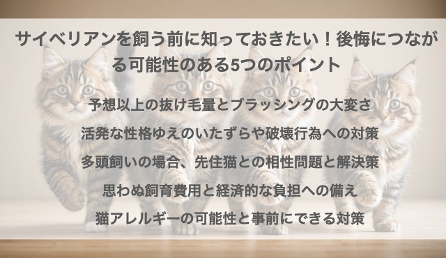 サイベリアンを飼う前に知っておきたい！後悔につながる可能性のある5つのポイント